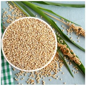 SORGHUM