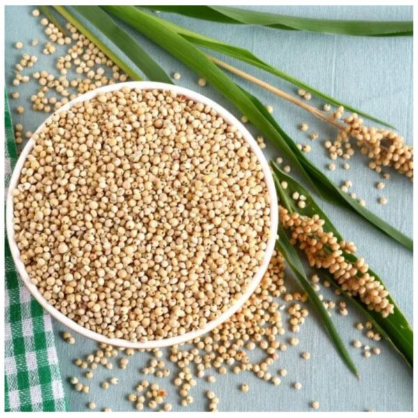 SORGHUM