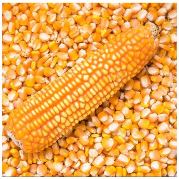 Yellow Corn