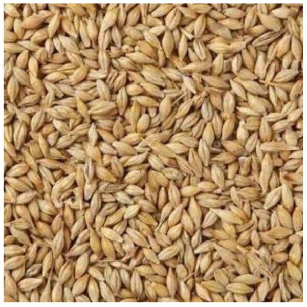 Barley (Grade-a)