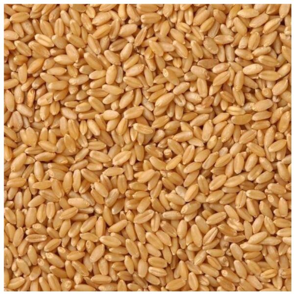 Milling Wheat  (Grade-a)