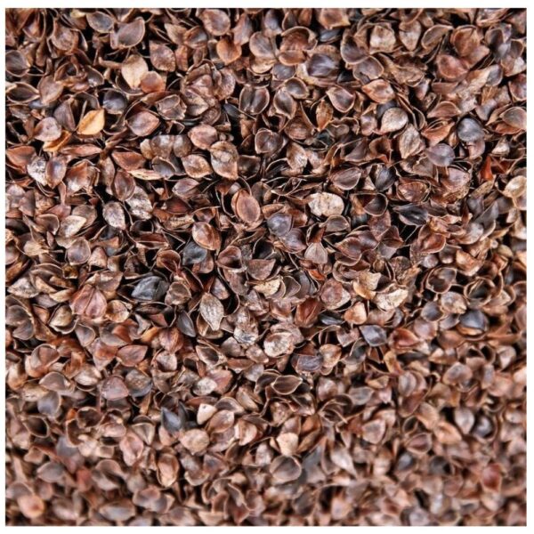 Buckwheat Husk